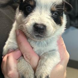 -Girl 5 - Blue mottled female Australian Cattle Dog puppy in Kaufman, Texas from Emberwick Ranch