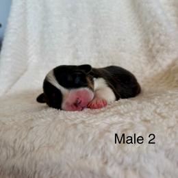 Male 2 - Black and tan male Pembroke Welsh Corgi puppy in La Porte City, Iowa from Cedar River Corgis