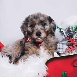 Bordoodle Puppies from 2J 2K Bordoodles LLC