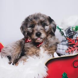 Bordoodle Puppies from 2J 2K Bordoodles LLC