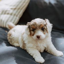 Aussiedoodle Puppies from Aunt Mae’s Doodles