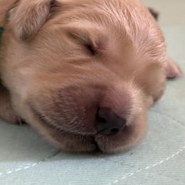 Golden Retriever Puppies from Gail’s Goldens
