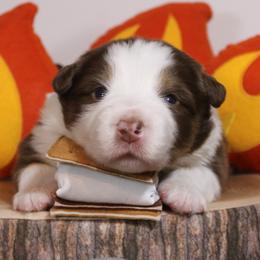 Australian Shepherd Puppies from Starlit Grove Australian Shepherds