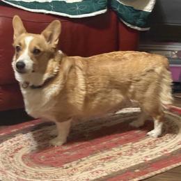 Luna - Pembroke Welsh Corgi