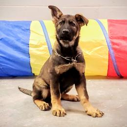German Shepherd Puppies from Cintron K9