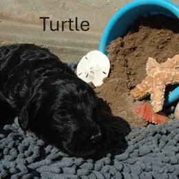 Turtle - Black female Portuguese Water Dog puppy in Williamsport, Pennsylvania from Petersheim Porties