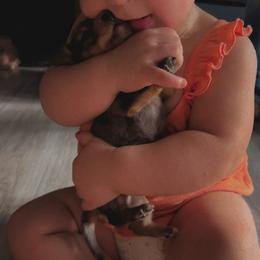 Dachshund and Miniature Australian Shepherd Puppies from Southern Charm Kennels