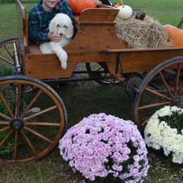 Poodle Puppies from D and D Standard Poodles