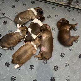 Companion Cross puppies from Repurposed Paradise Farm