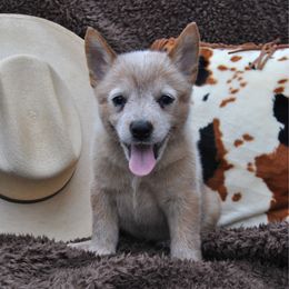 Loretta - Red speckled female Australian Cattle Dog puppy in Quapaw, Oklahoma from Hudsons Australian Cattle Dogs