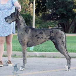 Great Danes from Rock Salt Great Danes
