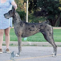 Great Danes from Rock Salt Great Danes