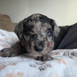 Spider Man - Merle male Bernedoodle puppy in Blackfoot, Idaho from Draper Mountain Doodles