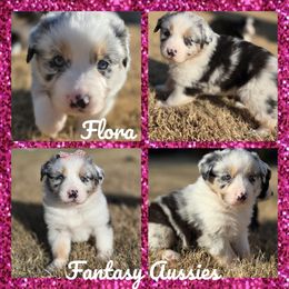 Flora - Blue merle female Australian Shepherd puppy in Anna, Texas from Fantasy Pomeranians & Fantasy Aussies