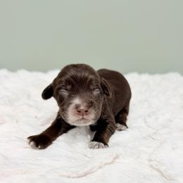 Emily in Paris - Chocolate female Australian Labradoodle puppy in Springfield, Ohio from Dawson & Daryn's Royal Companions