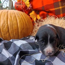 Willie - Black and white male Border Collie puppy in Dundy County, Nebraska from Stag Valley Homestead
