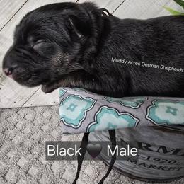 Black - Black and red male German Shepherd puppy in Tony, Wisconsin from Muddy Acres German Shepherds