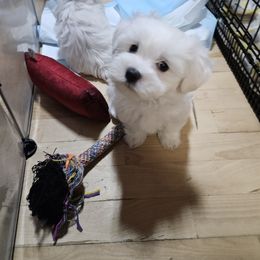 Maltese Puppies from Emotional Amor Support