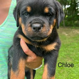 Chloe- purple - Black and mahogany female Rottweiler puppy in Wabash, Indiana from Broken Roots Rottweilers