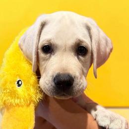 Yellow - Yellow male Labrador Retriever puppy in Palm Beach County, Florida from Griffin Royal Labs