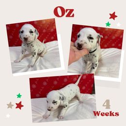 Oz - White and black male Dalmatian puppy in Chehalis, Washington from Dalmatian Vacation