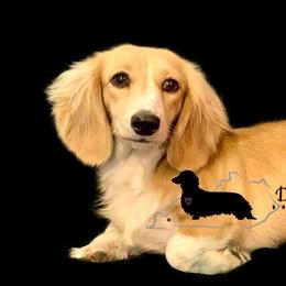 CHANTILY - Dachshund
