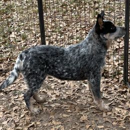 Girl 1 - Blue speckled female Australian Cattle Dog puppy in Waterloo, South Carolina from Star Ranch Australian Cattle Dogs