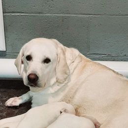 Alaska - Labrador Retriever