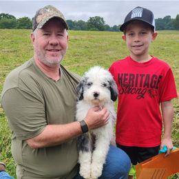 Australian Shepherd Puppies from Holly Ridge Aussies