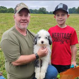 Australian Shepherd Puppies from Holly Ridge Aussies
