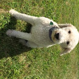 Aussiedoodle All Grown Up from Epic doodle league