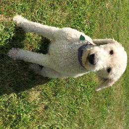 Aussiedoodle All Grown Up from Epic doodle league