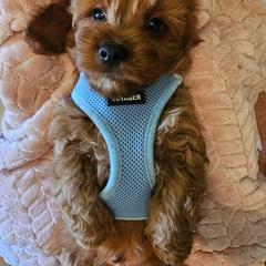 Cavalier King Charles Spaniel and Cavapoo Puppies from Puppyloversplace