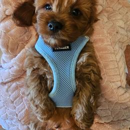 Cavalier King Charles Spaniel and Cavapoo Puppies from Puppyloversplace