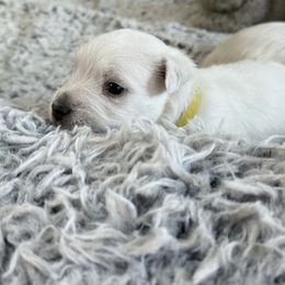 Casper - White male West Highland White Terrier puppy in North Muskegon, Michigan from Bountiful Westies of West Michigan