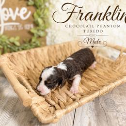 Franklin - Tri-color male Australian Labradoodle puppy in Taylor, Michigan from Mi Best Doodle Ever, LLC