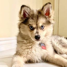 Pomsky Puppies from SD Pomskies