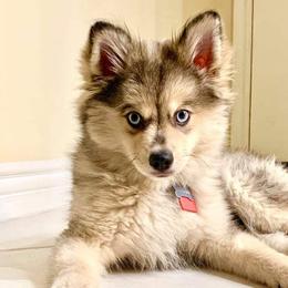 Pomsky Puppies from SD Pomskies