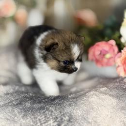 Ozymandius - Tri-colored male Pomeranian puppy in California from T & D Dream Poms