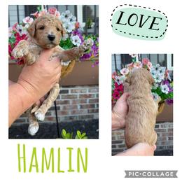 Hamlin - Apricot male Goldendoodle puppy in Chattanooga, Tennessee from Scenic City Doodles