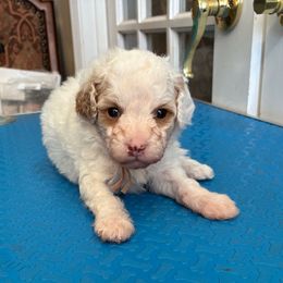 Peaches - Parti female Poodle puppy in Huntsville, Alabama from Flint River Poodles