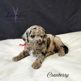 Cranberry - Merle female Cockapoo puppy in Mancelona, Michigan from Lavender poodles & doodles