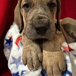 Great Dane Puppies from DeBruce Danes