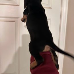 Chihuahua and Dachshund Puppies from Wienie_gang