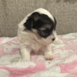Coton de Tulear Puppies from Beethoven’s Cotons