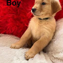 Golden Retriever Puppies from American True Golden retriever