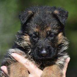 Ruby - Black and red female German Shepherd puppy in Azle, Texas from Nuckols-Alsup Canines German Shepherds