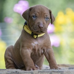 Girl 6 - Red wheaten female Rhodesian Ridgeback puppy in Hillman, Minnesota from Rhoxwood Kennel