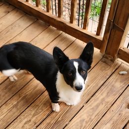 Gigi - Black and white female Cardigan Welsh Corgi puppy in Dillwyn, Virginia from Woodrose Farm