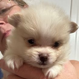 Casper - Cream parti male Pomeranian puppy in Zavalla, Texas from Precious Puff Poms